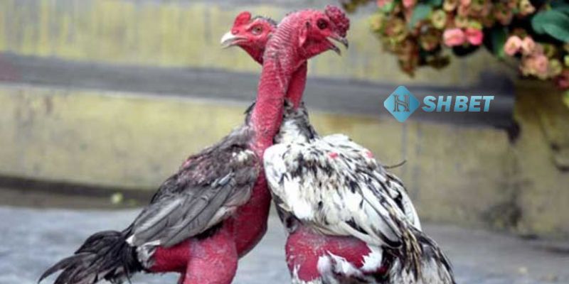 bí kíp đá gà Những bí kíp đá gà mạng luôn thắng hiệu quả nhất hiện nay