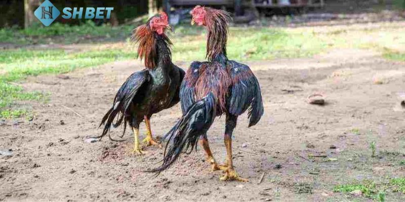 bí kíp đá gà Khám phá bí kíp đá gà: Tìm hiểu lịch sử ra trận của các chiến kê