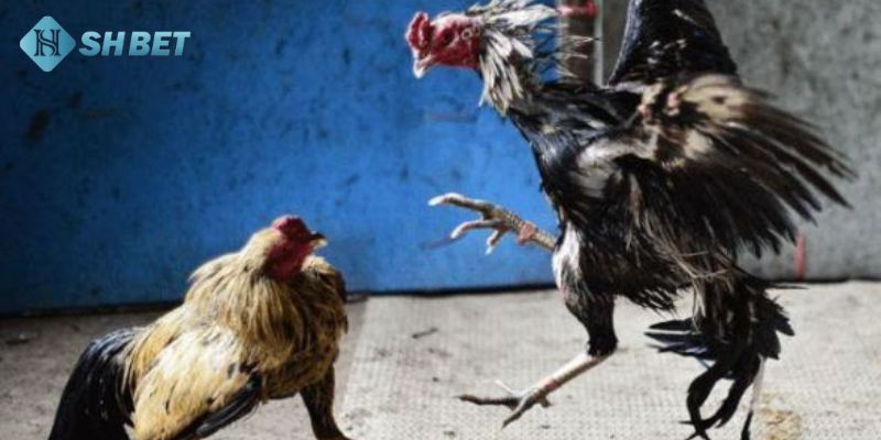 cách nhìn gà biết lối đá Ý nghĩa quan trọng của cách nhìn gà biết lối đá