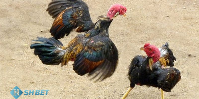 cách nhìn gà biết lối đá Tổng hợp các cách nhìn gà biết lối đá cực chuẩn