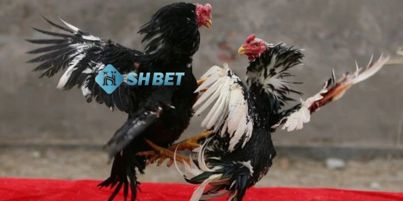 cách nhìn gà biết lối đá