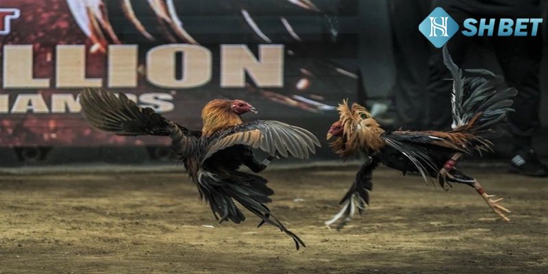 Tổng quan về sảnh cá cược đá gà