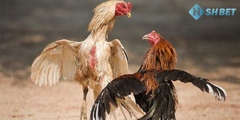 đá gà là gì Phân tích về điểm hấp dẫn trong đá gà là gì?