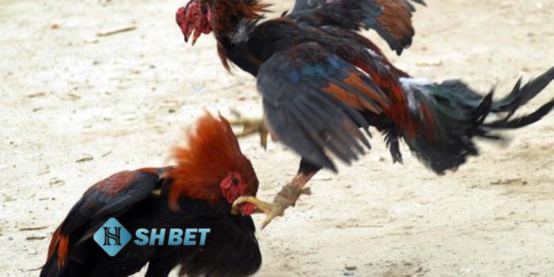 đá gà là gì Cách để thắng cược trong đá gà là gì?
