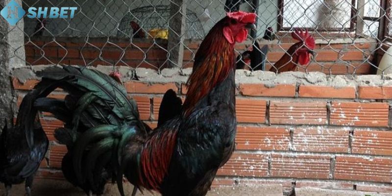 gà peru đá cựa tròn Đặc điểm nổi bật của gà peru đá cựa tròn bạn cần biết