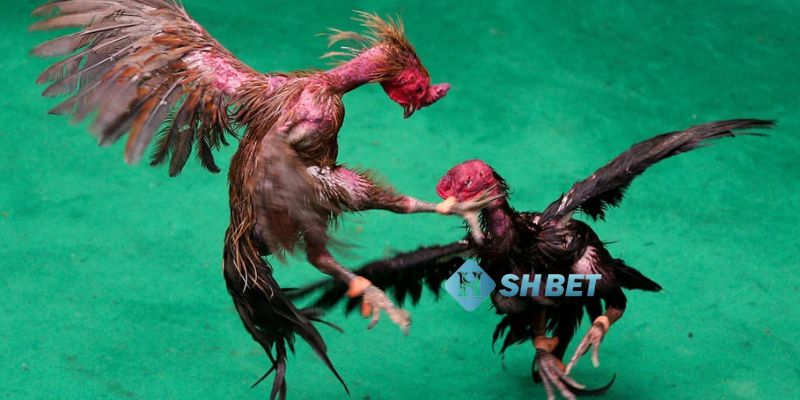 xem đá gà trên mạng Xem đá gà trên mạng: Lợi ích và sự thật bạn nên biết