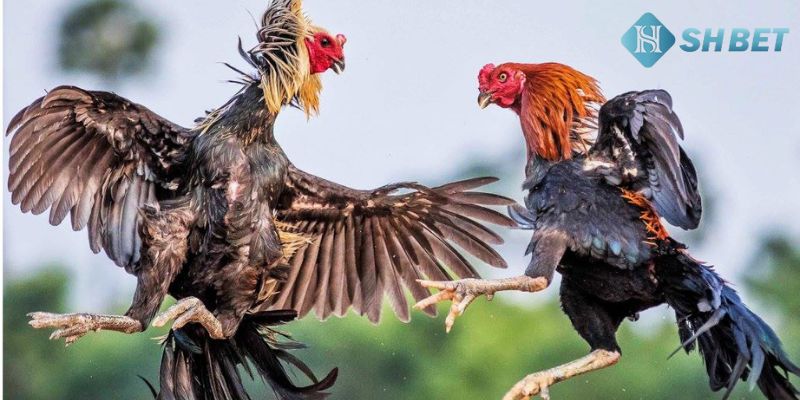 xem đá gà trên mạng Kinh nghiệm xem đá gà trên mạng và đặt cược hiệu quả