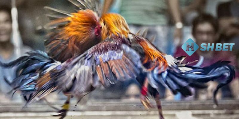 xem đá gà trên mạng