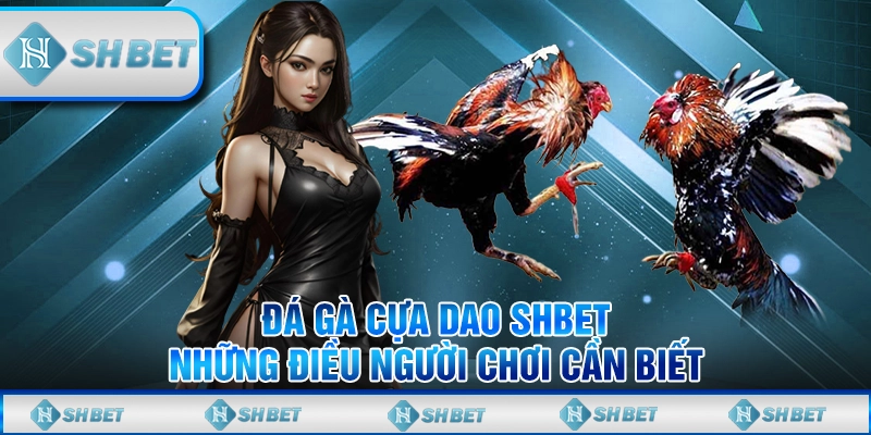 Hướng Dẫn Đá Gà Cựa Dao SHBET Cho Người Đam Mê