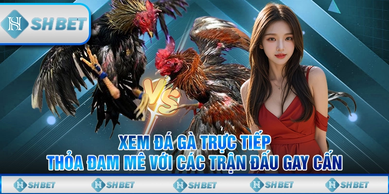 Xem Đá Gà Trực Tiếp – Thỏa Đam Mê Với Các Trận Đấu Gay Cấn