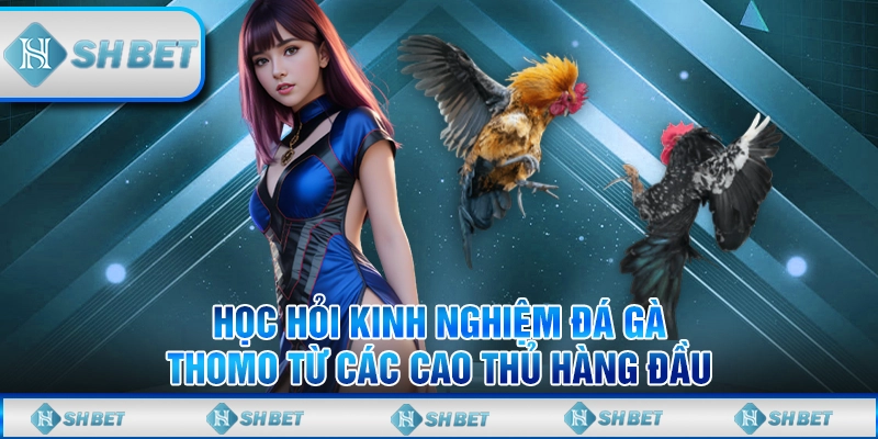 Kinh Nghiệm Đá Gà Thomo Từ Các Cao Thủ Chuyên Nghiệp