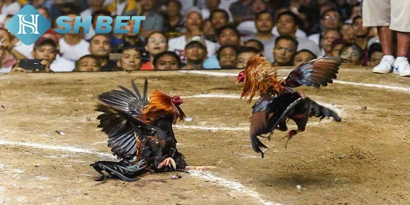 Kinh nghiệm chơi đá gà cựa dao từ các người chơi SHBET
