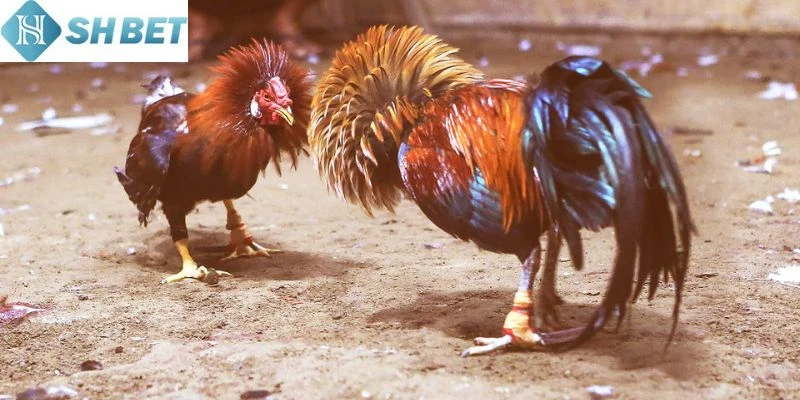 Những kiểu đá gà trực tiếp được lựa chọn nhiều nhất hiện nay