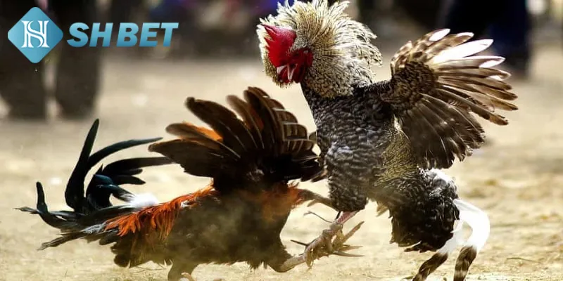 Quy tắc chơi cơ bản của hình thức đá gà Philippines tại SHBET