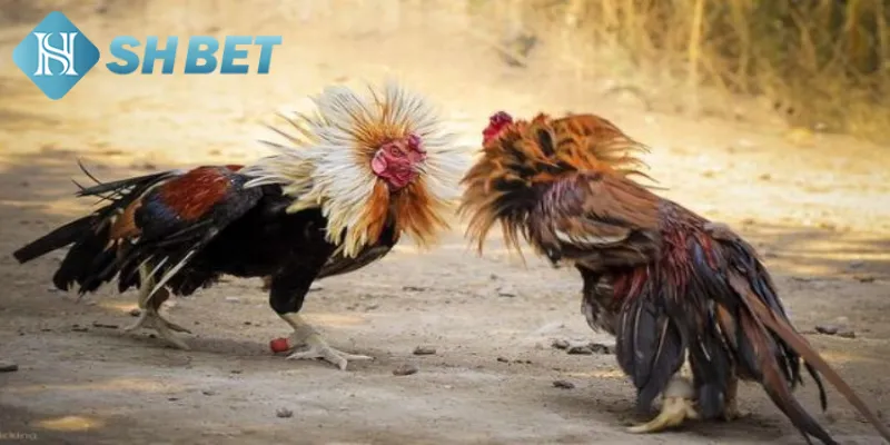 Những kỹ thuật trong đá gà tre