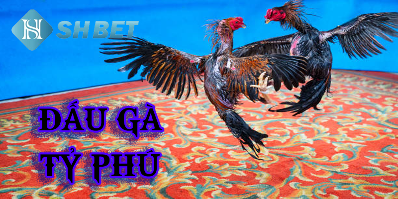 Đấu gà tỷ phú là gì?