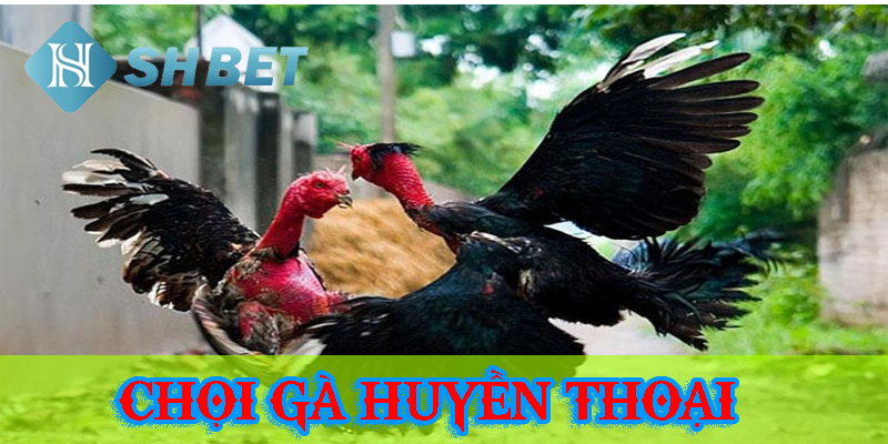 Gà chọi huyền thoại - Biểu tượng của sự mạnh mẽ