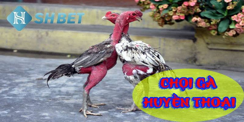 Bí quyết chăm sóc gà chọi huyền thoại
