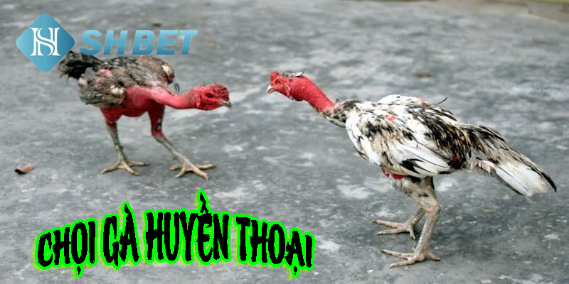 Những trận đấu huyền thoại trong lịch sử chọi gà