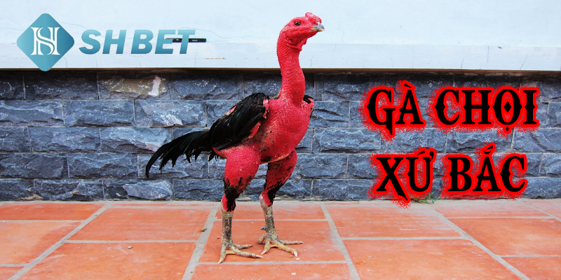 Nguồn gốc và lịch sử của gà chọi xứ Bắc