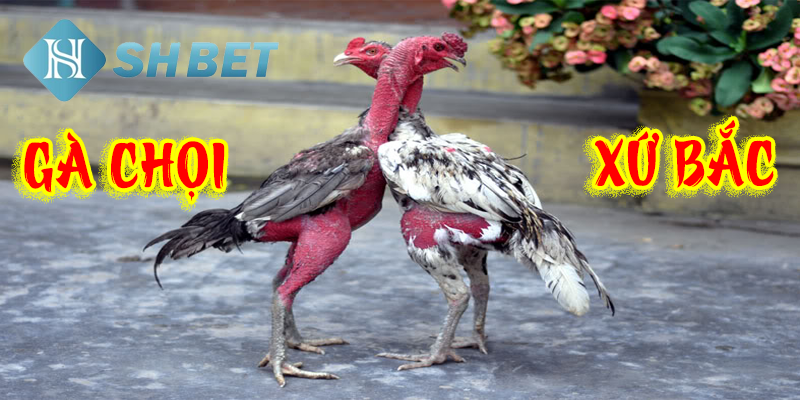 Những trận đấu gà chọi xứ Bắc nổi bật