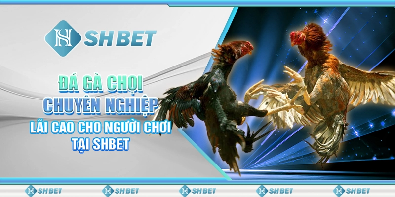 Đá Gà Chọi Chuyên Nghiệp, Lãi Cao Cho Người Chơi Tại SHBET