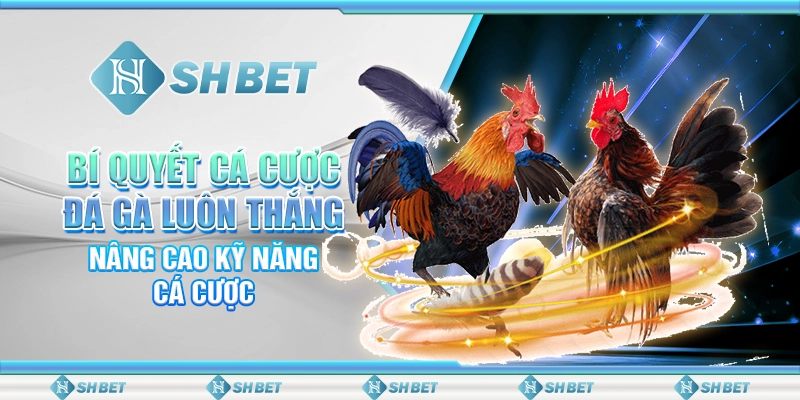 Bí Quyết Cá Cược Đá Gà Luôn Thắng, Nâng Cao Kỹ Năng Cá Cược
