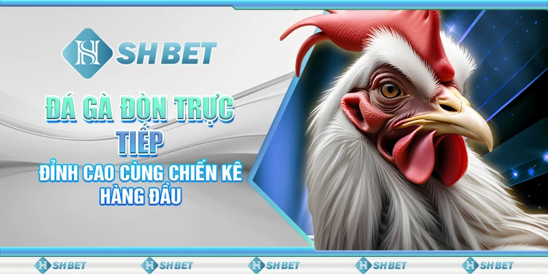 Đá Gà Đòn Trực Tiếp Đỉnh Cao Cùng Chiến Kê Hàng Đầu