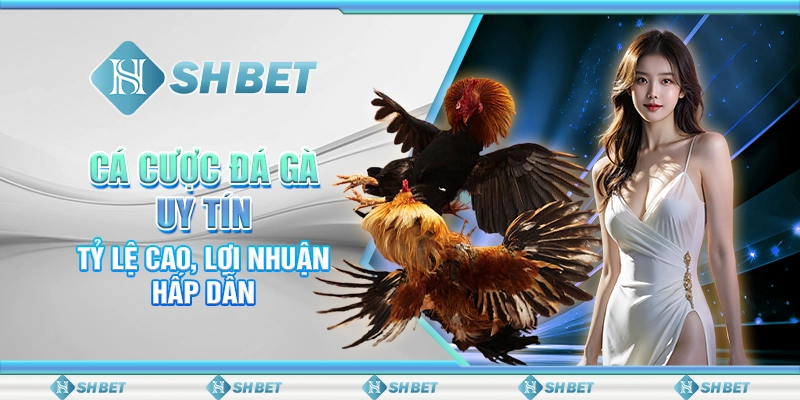 Cá Cược Đá Gà Uy Tín, Tỷ Lệ Cao, Lợi Nhuận Hấp Dẫn