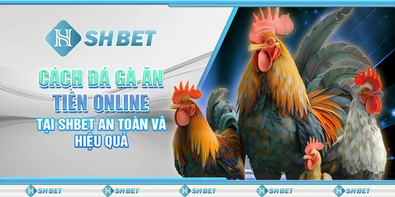 Cách Đá Gà Ăn Tiền Online Tại SHBET An Toàn Và Hiệu Quả