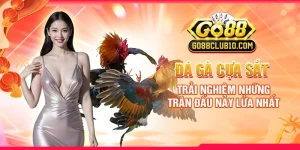 Đá Gà Cựa Sắt: Trải Nghiệm Những Trận Đấu Nảy Lửa Nhất