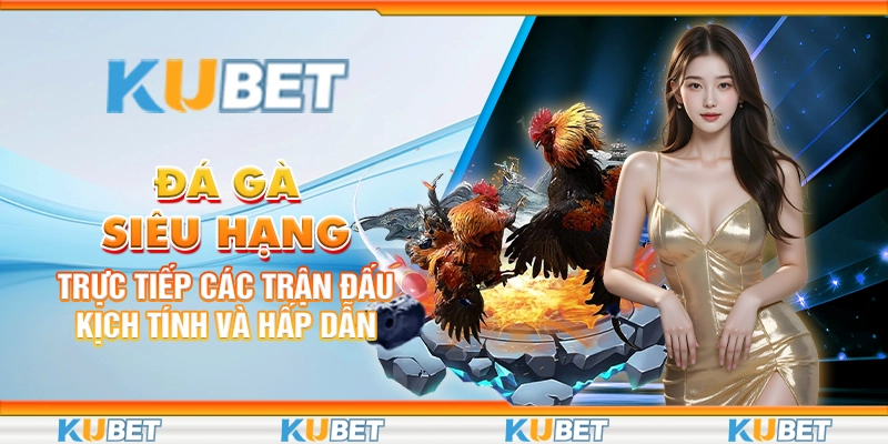 Đá Gà Siêu Hạng: Trực Tiếp Các Trận Đấu Kịch Tính Và Hấp Dẫn