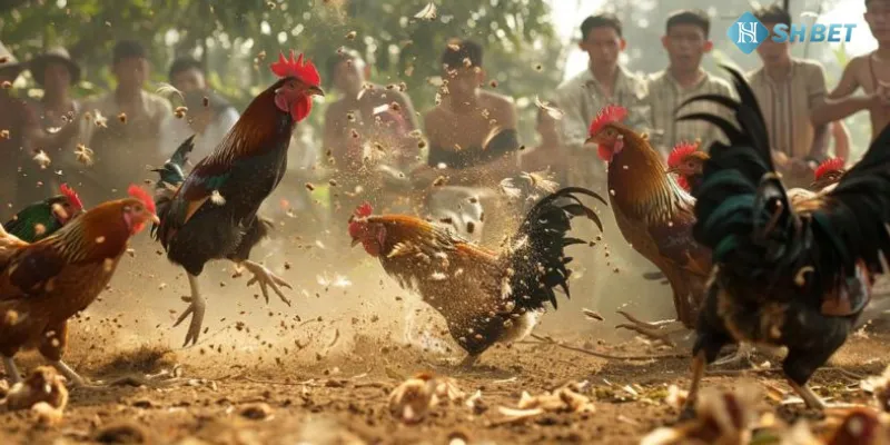 Tìm hiểu về đá gà