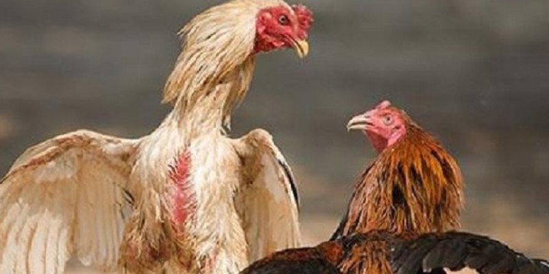 Trận đấu đá gà cựa sắt kịch tính giữa hai chiến kê