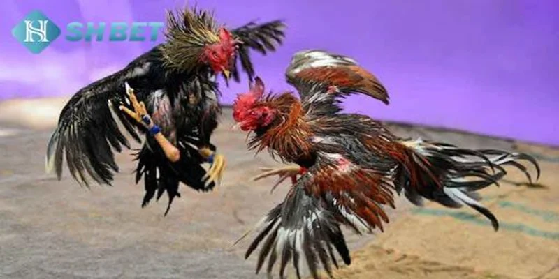 Cách chọn giống gà