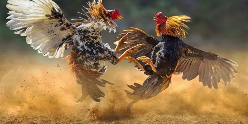 Áp dụng các mẹo hay để lấy thưởng liền tay