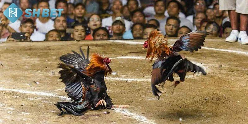 Chiến lược trong đá gà đòn