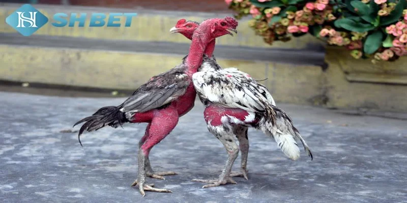 Tìm hiểu về đá gà đòn trực tiếp
