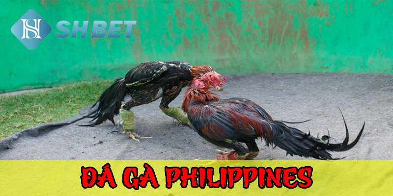 Tìm hiểu Gà đá Philippines – Nét văn hóa độc đáo của Đông Nam Á
