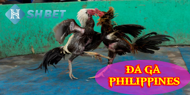 Cách tham gia và luật lệ trong gà đá Philippines