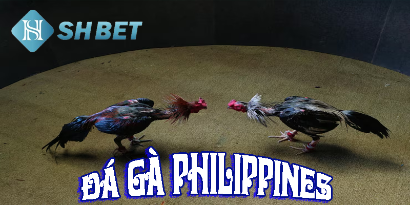 Bí quyết để thành công trong gà đá Philippines