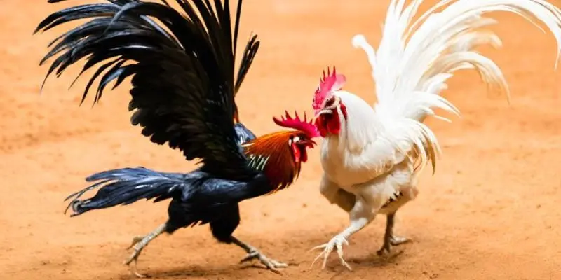 Trực tiếp đá gà chất lượng cao
